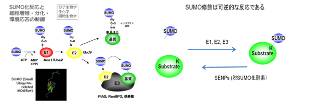 SUMOC